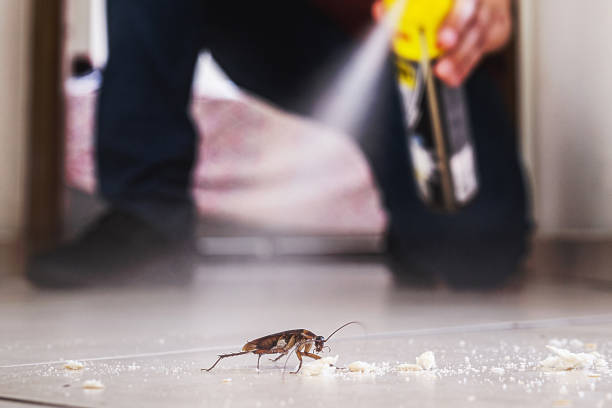 Best Insect Control  in Marion, MT